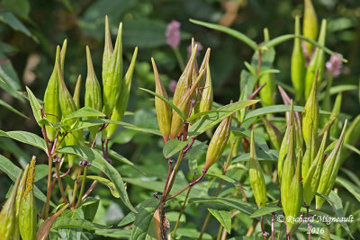 Asclpiade incarnate - Swamp Milkweed - Asclepias incarnata seed pot 1 m16