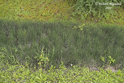 Prle panache - Variegated scouring rush - Equisetum variegatum 1 m16