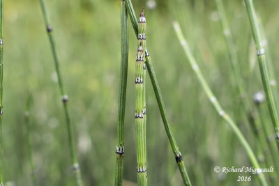 Prêle panachée - Variegated scouring rush - Equisetum variegatum 2 m16