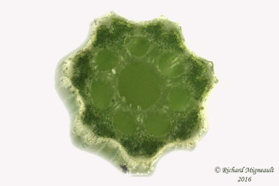Prêle panachée - Variegated scouring rush - Equisetum variegatum 6m16
