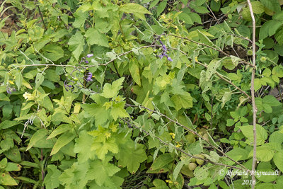 Morelle douce-amre - Bittersweet nightshade - Solanum dulcamara 2 m16