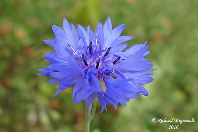 Fleurs bleues - - - Blue flowers