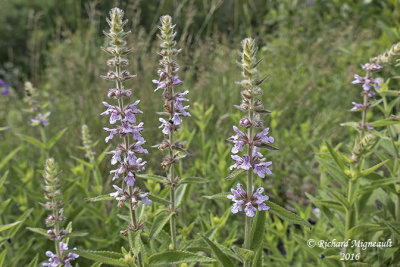 piaire des marais ssp. pilosa - Hairy hedgenettle - Stachys palustris ssp. pilosa 2 m16