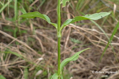Oeillet de pote - Sweet william - Dianthus barbatus 4 m16