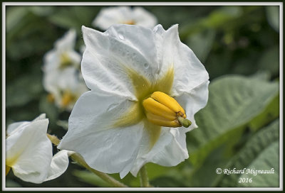 Patate - russet norkotah - Solanum tuberosum 1 m16