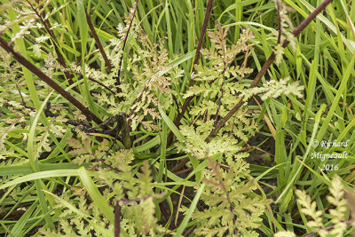 Phaclie  feuilles de tanaisie - Lacy phacelia - Phacelia tanacetifolia 6 m16