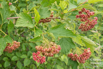 Physocarpe  feuilles dobier - Common Ninebark - Physocarpus opulifolius 2 m16