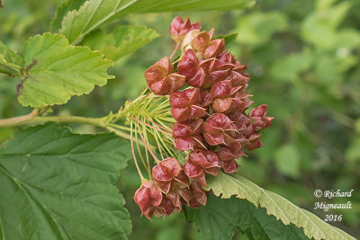 Physocarpe  feuilles dobier - Common Ninebark - Physocarpus opulifolius 3 m16