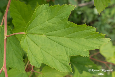 Physocarpe  feuilles dobier - Common Ninebark - Physocarpus opulifolius 4 m16