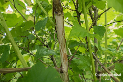 Physocarpe  feuilles dobier - Common Ninebark - Physocarpus opulifolius 5 m16