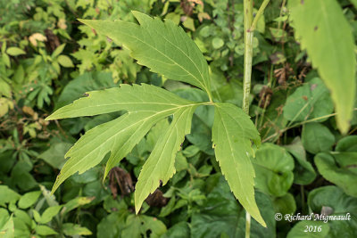Rudbeckie lacinie - Cut-leaved coneflower - Rudbeckia laciniata 4 m16