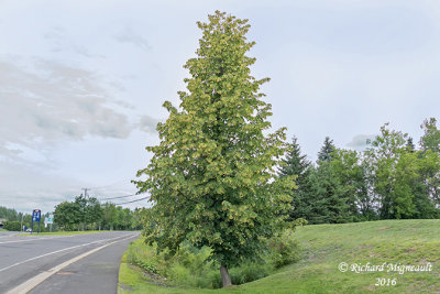 Tilleul dAmrique - American linden - Tilia americana 1 m16