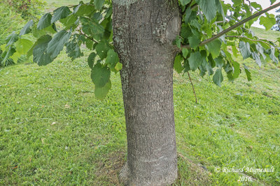 Tilleul dAmrique - American linden - Tilia americana 2 m16