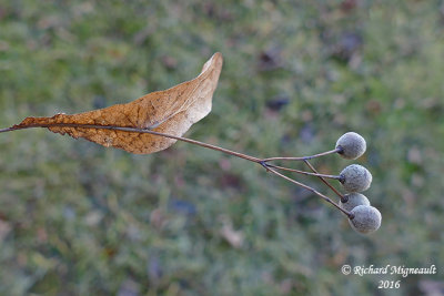 Tilleul dAmrique - American linden - Tilia americana 7 m16
