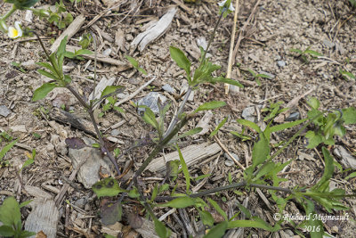Violette des champs - Field-pansy - Viola arvensis 1 m16