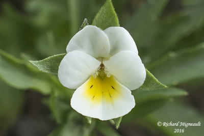 Violette des champs - Field-pansy - Viola arvensis 3 m16