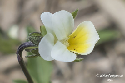 Violette des champs - Field-pansy - Viola arvensis 4 m16