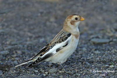 Plectrophane des neiges - Snow Bunting 5 m16