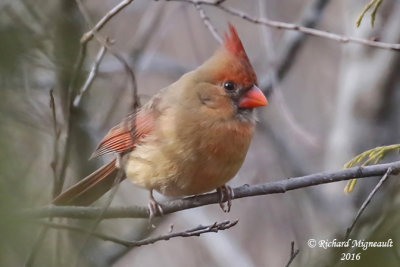 Cardinal rouge - Northern cardinal femelle 1 m16