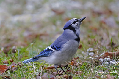 Geai bleu - Blue Jay 4 m16