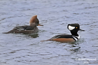 Harle couronn - Hooded Merganser 1 m16