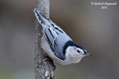 Sitelle à poitrine blanche - White-breasted Nuthatch 3 m16