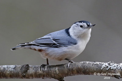 Sitelle à poitrine blanche - White-breasted Nuthatch 4 m16