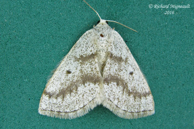 6668  Gray Spring Moth  Lomographa glomeraria m16