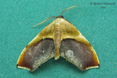 6841  Purple Plagodis Moth  Plagodis kuetzingi m16