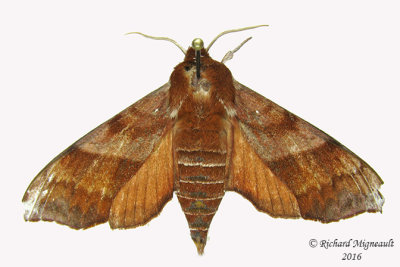 7886  Azalea Sphinx Moth  Darapsa choerilus m16