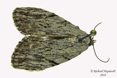 9663  Three-lined Balsa Moth  Balsa tristrigella m16