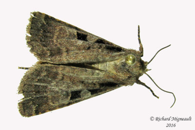 11008  Two-spot Dart Moth  Eueretagrotis perattentus m16