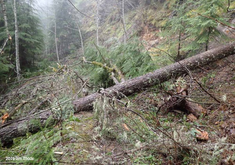 Trail windfall near trailhead