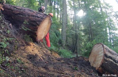 Packwood Lake Trail 2015