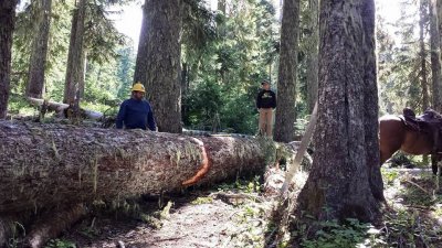 Larger Log