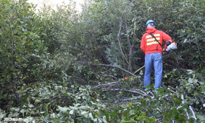 Clearing Alders