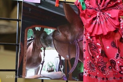 Peoples Choice Photo  2nd:  Dar Brady-Stella the Mule-Through the Looking Glass