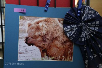 Wildlife 1st:  Becky Siebel-Grizzly-Alaska