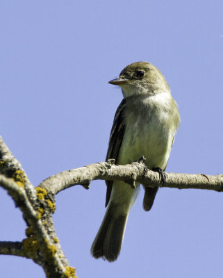 flycatchers