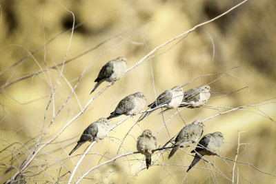 Morning Doves