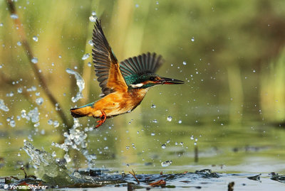 Common Kingfisher_48D2788