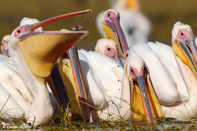 _white_pelican 48D1191CCpb.jpg  