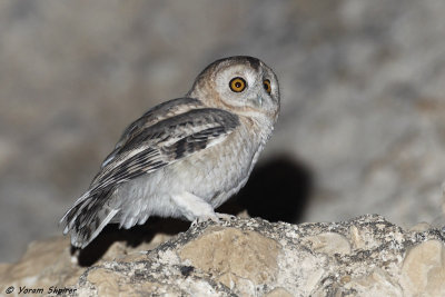 Desert Tawny Owl 4436