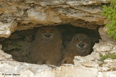 Eagle Owl _C4U7028