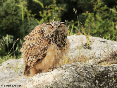 Eagle Owl _C4U6606pb