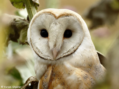 Barn Owl_C4U6342