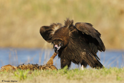 Black Vulture_48D0326 