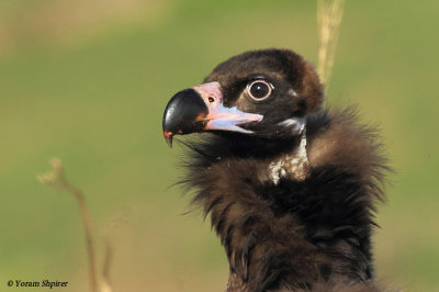 black_vulture