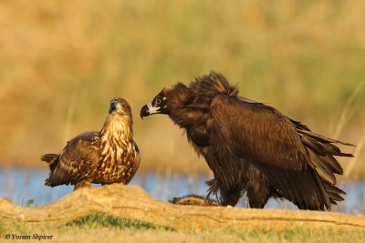 Whit tailed Egle vs Black Vulture_48D0262
