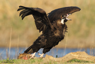 Black Vulture_48D0294CPB.jpg